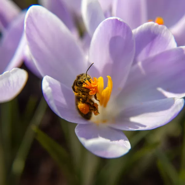 Bite medu vāc | Zita Jakubelovica Photography